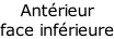 Antérieur  face inférieure